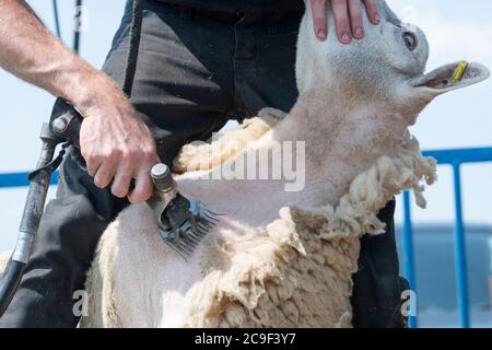 Coupe-contrat cisaille des moutons sur une remorque spécialement conçue. Co, Durham, Royaume-Uni. Banque D'Images