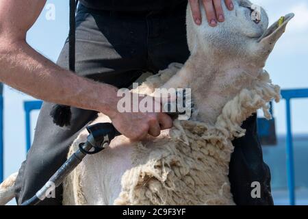 Coupe-contrat cisaille des moutons sur une remorque spécialement conçue. Co, Durham, Royaume-Uni. Banque D'Images