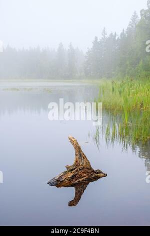 Lac avec brouillard matinal dans une forêt et une souche d'arbre dans l'eau Banque D'Images