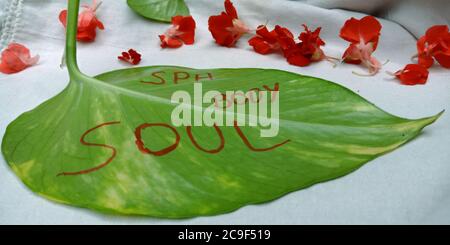 Le mot d'âme du corps spa est présenté sur une feuille verte avec des fleurs colorées sur fond blanc. Banque D'Images