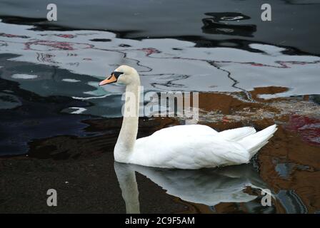 Swan flottant sur l'eau une vue de la norvège, kristiansand Banque D'Images