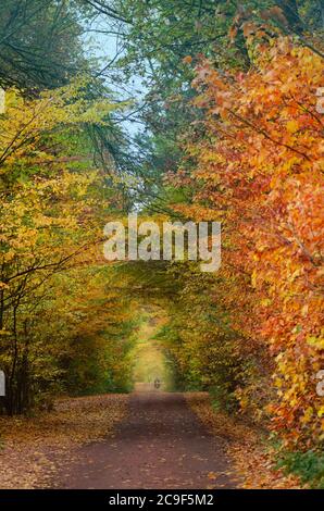 Motocycliste dans une forêt d'automne à couper le souffle, marchant sur un chemin naturel. Route le soir au coucher du soleil d'automne. Motocycliste en route dans la forêt d'automne. Banque D'Images