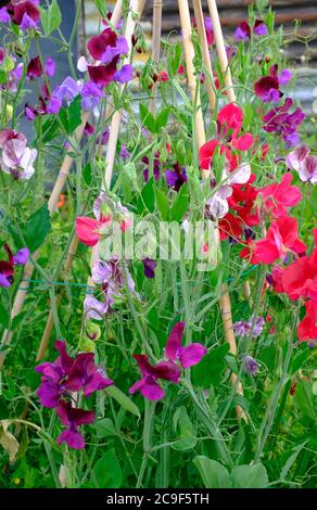 petits pois poussant dans le jardin anglais, norfolk, angleterre Banque D'Images