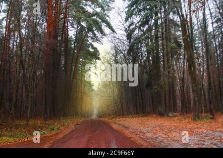 Forêt avec beaucoup de soleil chaud. Lever de soleil pittoresque le matin. Forêt au coucher du soleil en automne Banque D'Images