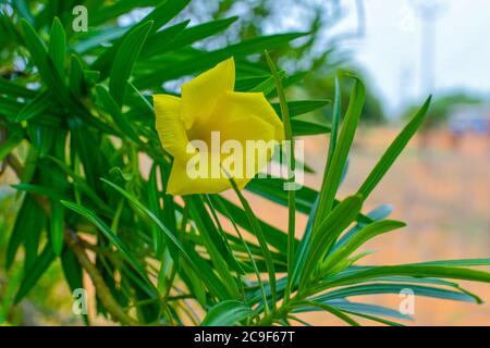 Fleur d'Oleander jaune sur arbre avec feuilles et branches vertes. Banque D'Images