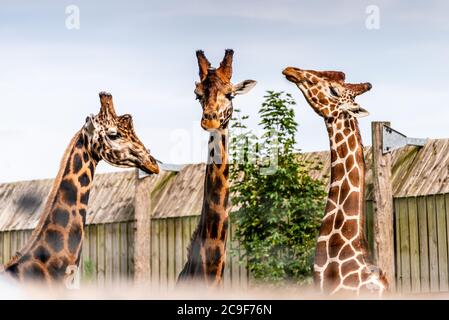 Trois têtes de girafe adultes dans un parc animalier du Yorkshire au nord de l'Angleterre Banque D'Images