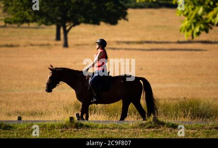 Richmond Park Londres, Royaume-Uni. 31 juillet 2020. Matin chaud à Richmond Park avec les marcheurs et les cyclistes à l'arrivée tôt appréciant le parc libre de circulation au début d'une journée pour atteindre 33 degrés. L'accès aux véhicules est limité à seulement trois parkings sans circulation dans le parc Royal. Cavalier silhoueté sur les prairies dorées. Crédit : Malcolm Park/Alay Live News. Banque D'Images