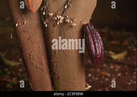 Mûre de fruits de cacao accrochent sur l'arbre macro vue rapprochée Banque D'Images