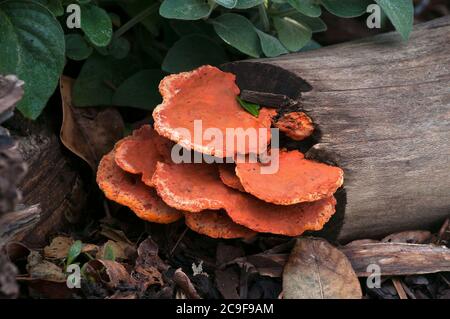 Sydney Australie, Pycnoporus coccineus un champignon orange Banque D'Images