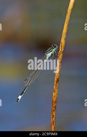 Damselfly à queue bleue perchée sur un roseau, Forêt de Dean Banque D'Images