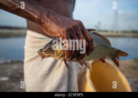 New Delhi, New Delhi, Inde. 30 juillet 2020. Le pêcheur indien tient un poisson capturé dans l'eau polluée de la rivière Yamuna le 30 juillet 2020 à New Delhi, Inde. Comme les gouvernements ont autorisé la détente dans les bordures de trottoir après deux mois de confinement pour prévenir la propagation du coronavirus, la pollution est revenue à la rivière Yamuna, car on trouve de la mousse toxique qui coule sur l'eau de la rivière. Elle s'étend sur 855 milles au nord du pays, À sa source dans l'Himalaya, son eau est limpide. Cependant, une fois qu'il traverse New Delhi, il se transforme en l'un des fleuves les plus filteux du monde. (Image de crédit : Banque D'Images