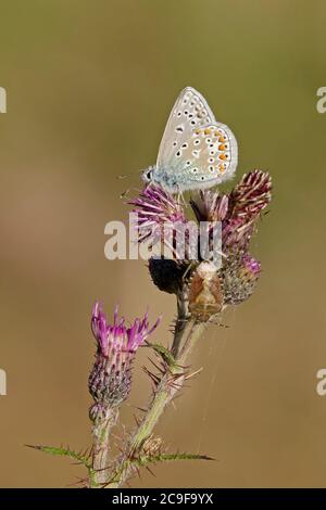 Papillon bleu commun mâle perché sur une tête de chardon Banque D'Images