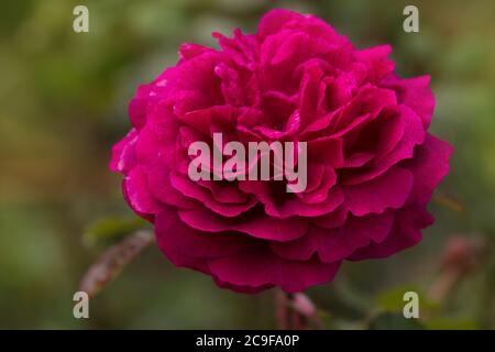 Rose pourpre sur la branche dans le jardin. Gros plan sur le jardin rose Munstead Wood. Banque D'Images