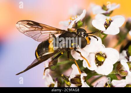 Survol à deux bandes avec fermoir. Son nom latin est Chrysotoxum bicinctum. Banque D'Images