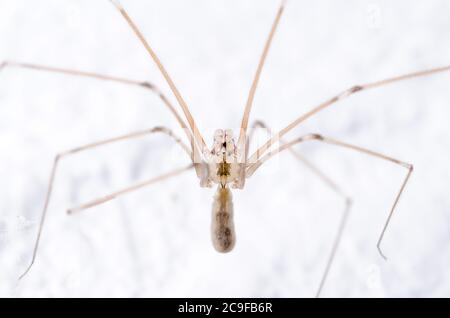 Pholcidae, Pholcus phalangioides, macro de l'araignée de cave, connue sous le nom d'araignée padaddy longlegs ou araignée de crâne sur fond blanc Banque D'Images