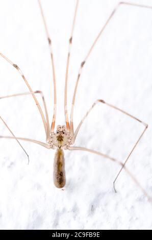 Pholcidae, Pholcus phalangioides, macro de l'araignée de cave, connue sous le nom d'araignée padaddy longlegs ou araignée de crâne sur fond blanc Banque D'Images