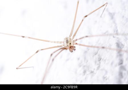 Pholcidae, Pholcus phalangioides, macro de l'araignée de cave, connue sous le nom d'araignée padaddy longlegs ou araignée de crâne sur fond blanc Banque D'Images