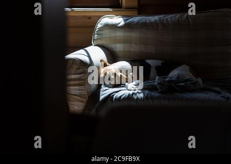 Beagle est couché sur le canapé et se couche au soleil. Banque D'Images