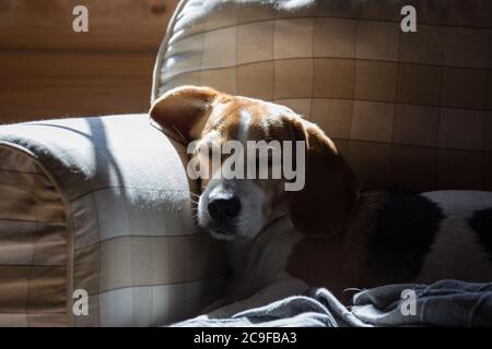 Beagle est couché sur le canapé et se couche au soleil. Banque D'Images