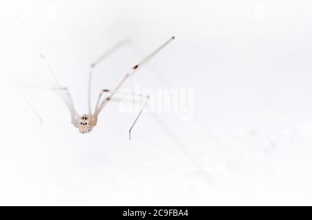 Pholcidae, Pholcus phalangioides, macro de l'araignée de cave, connue sous le nom d'araignée padaddy longlegs ou araignée de crâne sur fond blanc Banque D'Images