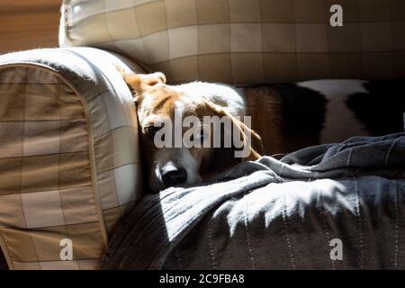 Beagle est couché sur le canapé et se couche au soleil. Banque D'Images