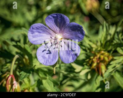 Géranium pratense, le pré-grue-bec ou la prairie géranium fleur pourpre avec fond vert Banque D'Images