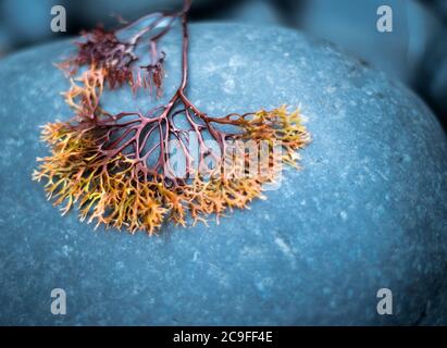 Détail Chondrus Crispus (Irish Moss) sur le rocher Banque D'Images