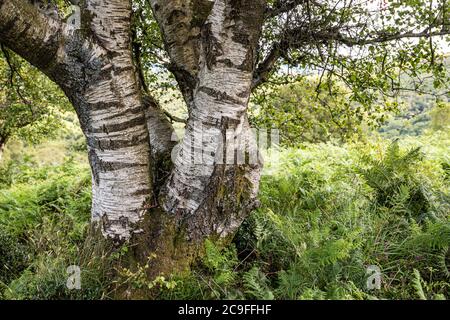 Parc national d'Exmoor - un vieux bouleau argenté à côté du chemin sur Dunkery Hill menant à Dunkery Beacon, Somerset Royaume-Uni Banque D'Images