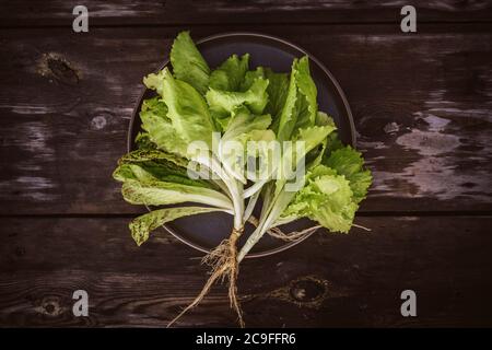 Laitue fraîche leaveson à la racine une table sombre en bois. Salade Batavia. Vue de dessus Banque D'Images