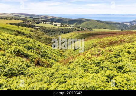 Parc national d'Exmoor - vue sur aller Coombe vers Cluntsham depuis Dickys Path sur Dunkery Hill jusqu'à Dunkery Beacon, Somerset, Royaume-Uni Banque D'Images