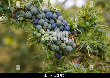 Branche de l'usine de genévrier pleine de baies, Juniperus communis, prise en Croatie Banque D'Images