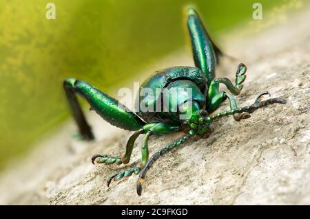 Image macro d'un coléoptère à pattes vertes (Sagra buqueti) le coléoptère Sagra buqueti est une espèce de coléoptère appartenant à la famille des Chrysomelidae. Banque D'Images