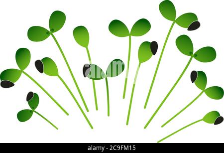 Tournesol Microgreens. Bouquet de plantes. Arrière-plan blanc Illustration de Vecteur