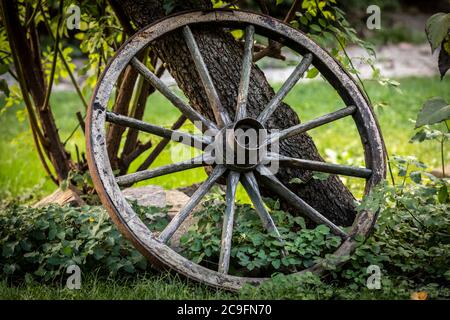 ancienne roue en bois penchée sur l'arbre Banque D'Images