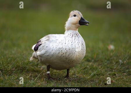 mullard blanc unique (albino ou hybride) sur une prairie sur les rives de la rivière Wupper à Wuppertal-Beyenburg. Banque D'Images