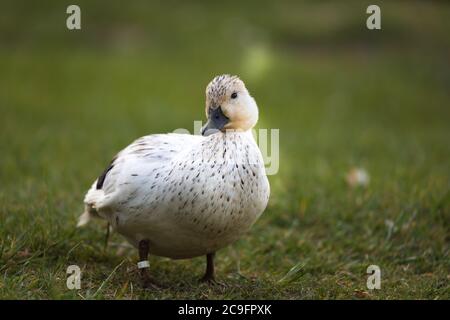 mullard blanc unique (albino ou hybride) sur une prairie sur les rives de la rivière Wupper à Wuppertal-Beyenburg. Banque D'Images