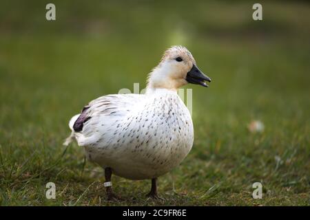 mullard blanc unique (albino ou hybride) sur une prairie sur les rives de la rivière Wupper à Wuppertal-Beyenburg. Banque D'Images