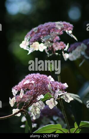 L'Hydrangea aspera macrophylla Banque D'Images