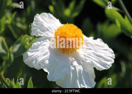 Fleur de l'arbre californien coquelicot - Romneya coulteri Banque D'Images