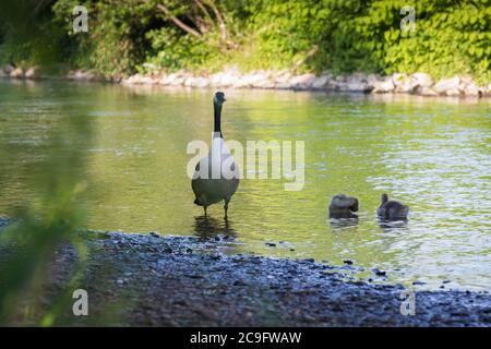 Mère canada bernache regardant les poussins dormant sur la rive de la rivière Wupper à Opladen. Banque D'Images