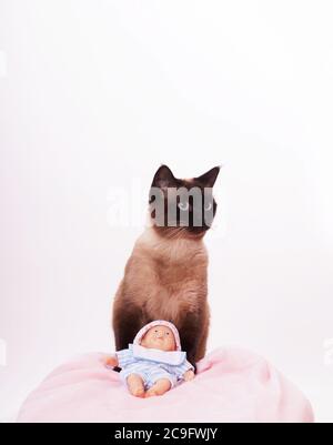 Photo verticale d'un chat siamois et d'un jouet une serviette de bébé rose sur fond blanc Banque D'Images