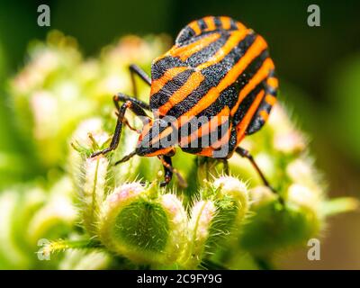 Rayé italien-bug / Harpe / bug bug Arlequin (Graphosoma lineatum / Graphosoma italicum) - Ombrie, Italie Banque D'Images