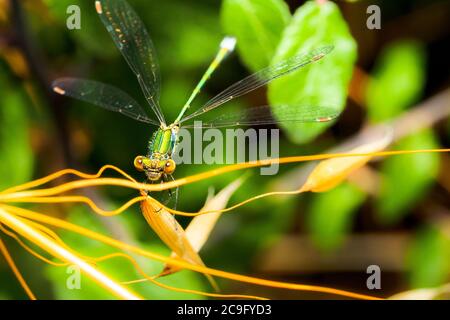 Demoiselle (Lestes sponsa Emeraude) - Ombrie, Italie Banque D'Images