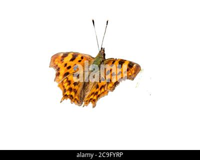 papillon fritillaire sur fond blanc Banque D'Images
