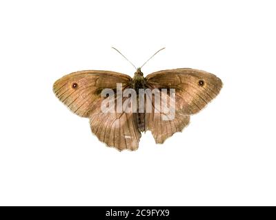 Le petit papillon de la lande Coenonympha pamphilus est isolé sur fond blanc Banque D'Images