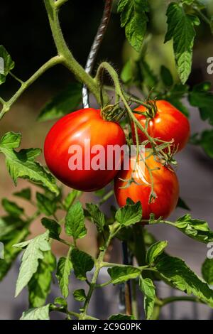 Trois tomates coeur de bœuf strié Corazon F1 au soleil chaud de l'été Banque D'Images