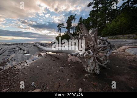 Une bûche de bois flotté draperait une plage rocheuse sur le court nord du lac supérieur au coucher du soleil. Banque D'Images