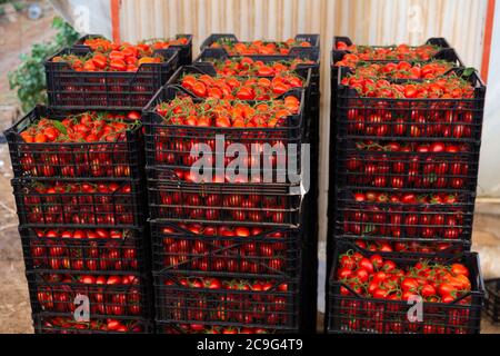 Pile de boîtes en plastique contenant des tomates rouges mûres fraîchement cueillies dans un magasin de légumes de serre agricole. Temps de récolte Banque D'Images