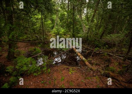 Deadfall dans un défrichement forestier près de la rive nord du lac supérieur. Banque D'Images