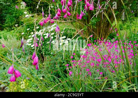 Jardin fleuri d'été anglais luxuriant Banque D'Images